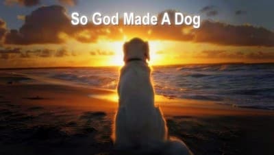 On The 9th Day "God Made A Dog" - If You Have A Dog You Will Totally