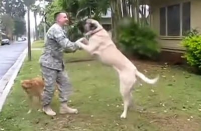 soldierdog