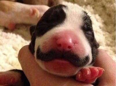 puppy_with_mustache_1