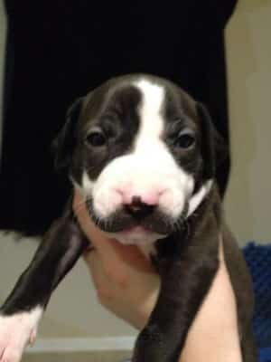 puppy_with_mustache_2
