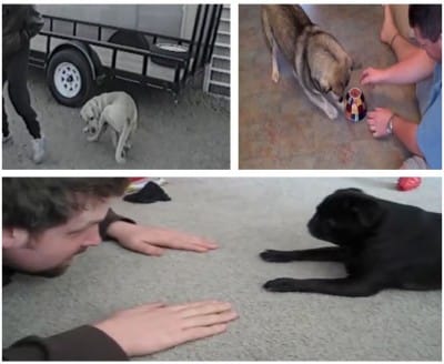 D11 These Hilarious Dogs’ Funny Activities Will Give You Rib Tickling Entertainment!!!
