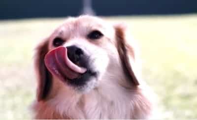 D15 See The Amazing Way Of Dogs Eating Peanut-Butter