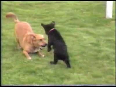 D7 Wow!! A Black Bear Cub Playing With An Old Dog, It’s Simply Amazing!