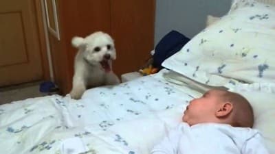 D9 How Amazing!!! This Adorable Puppy is Putting The Best Effort To See The New born Baby Clearly…