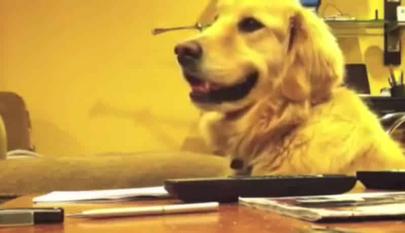 This Dog Loves To Listen To Guitar… But What She Does After The Music ...